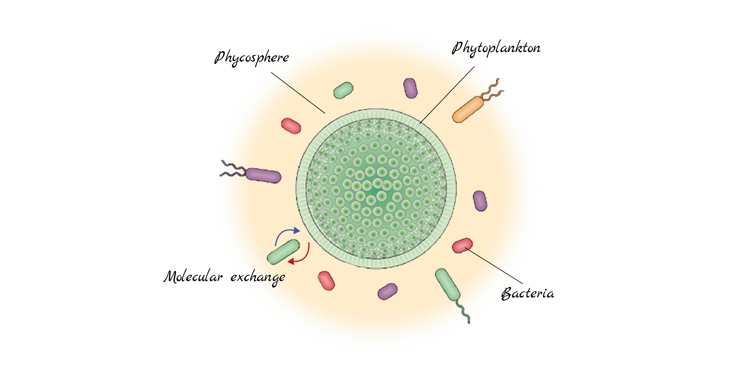 Phycosphere Phycosphere